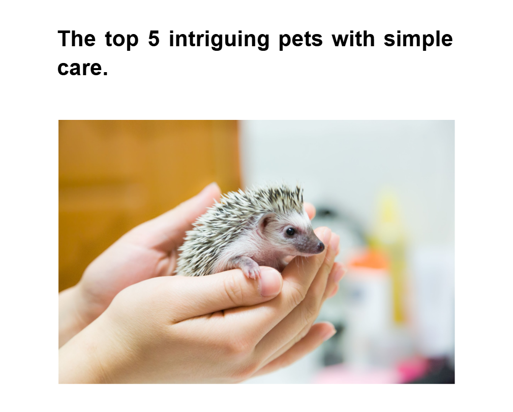 Sample article heading: The top 5 intriguing pets with simple care